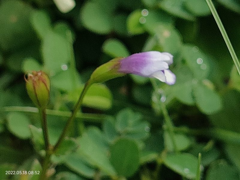 Torenia crustacea, photographed by Ong Jyh Seng