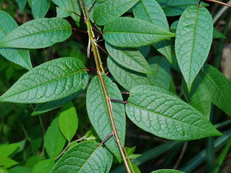 Prunus obtusata, photographed by Jacy Chen