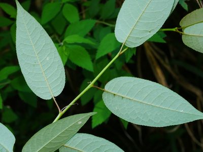 Prunus obtusata, photographed by Jacy Chen
