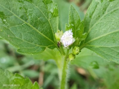 Praxelis clematidea, photographed by Ong Jyh Seng