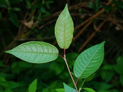 Prunus obtusata, photographed by Jacy Chen