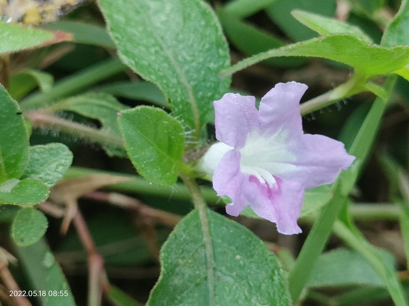 Ruellia repens, photographed by Ong Jyh Seng