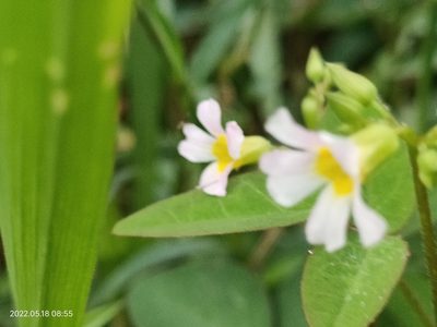 Oxalis barrelieri, photographed by Ong Jyh Seng