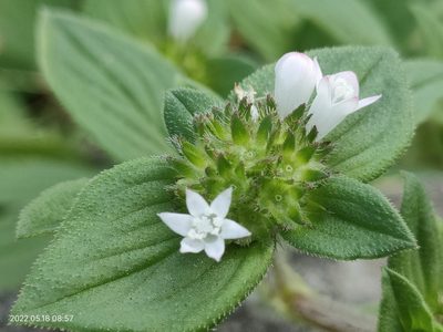 Richardia scabra, photographed by Ong Jyh Seng