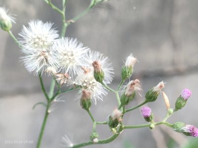 Cyanthillium cinereum, photographed by Ong Jyh Seng