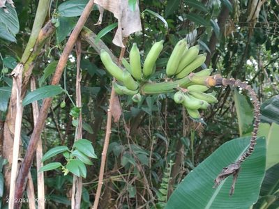 Musa acuminata, photographed by Ong Jyh Seng