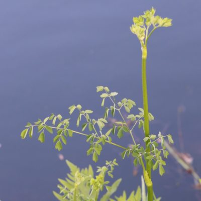 Thalictrum pubescens, photographed by Mark Apgar
