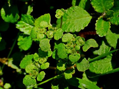 Chrysosplenium lanuginosum, photographed by Jacy Chen