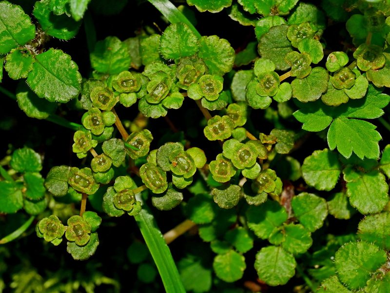 Chrysosplenium lanuginosum, photographed by Jacy Chen
