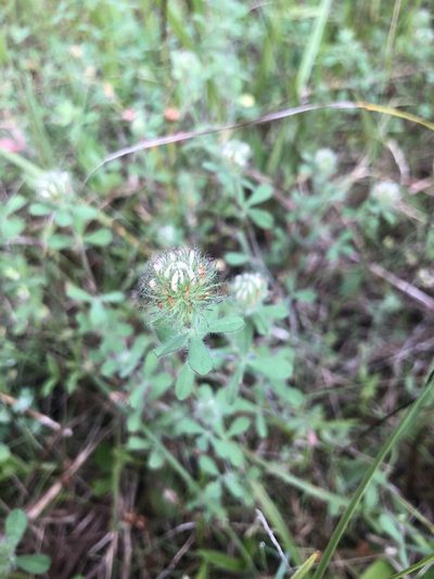 Trifolium lappaceum, photographed by John Kees