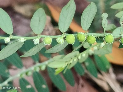 Phyllanthus urinaria, photographed by Ong Jyh Seng