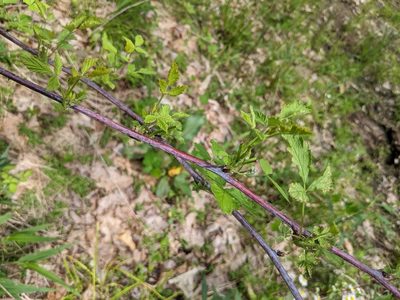 Rubus occidentalis, photographed by Alina Martin