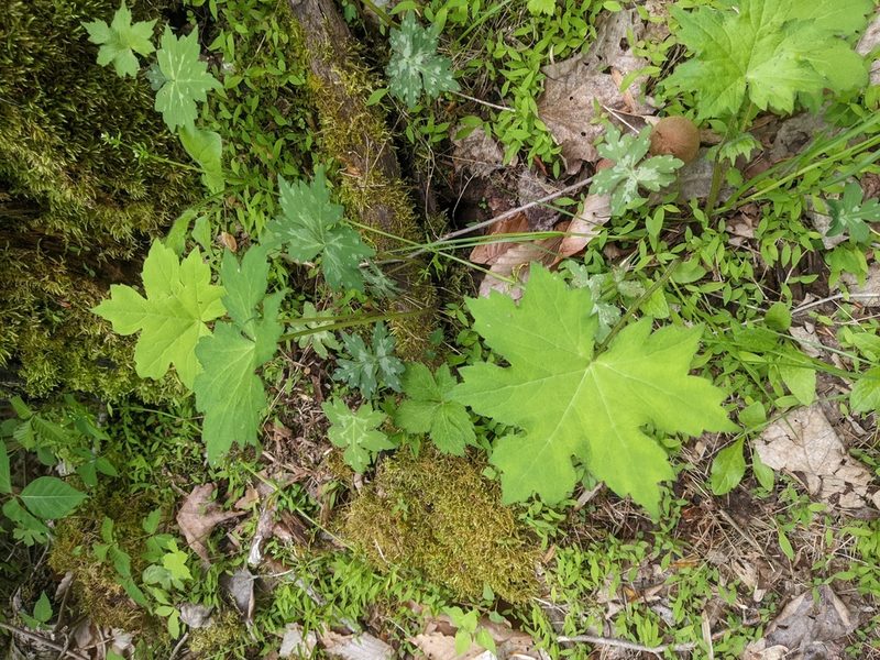 Hydrophyllum canadense, photographed by Alina Martin