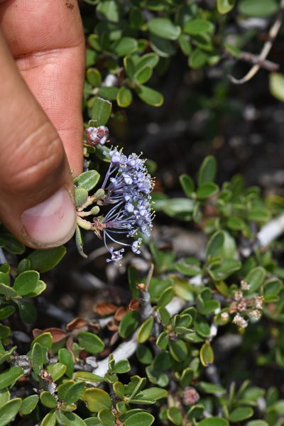 Ceanothus fresnensis, photographed by Trevor Van Loon