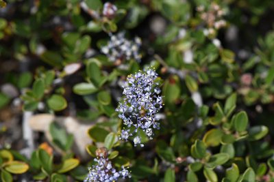 Ceanothus fresnensis, photographed by Trevor Van Loon