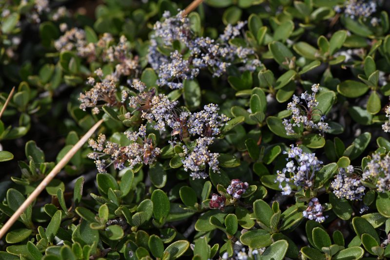Ceanothus fresnensis, photographed by Trevor Van Loon