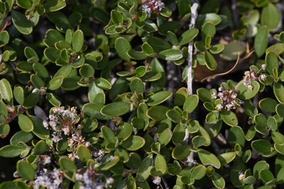 Ceanothus fresnensis, photographed by Trevor Van Loon