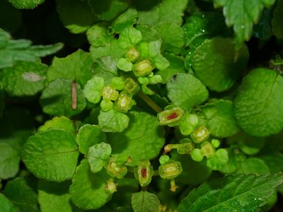 Chrysosplenium lanuginosum, photographed by Jacy Chen