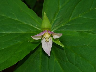 Trillium tschonoskii, photographed by Jacy Chen