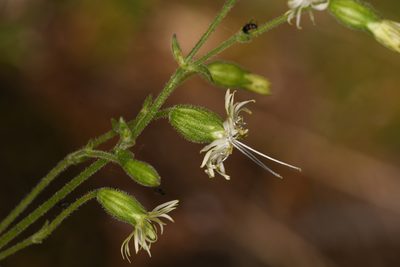 Silene lemmonii