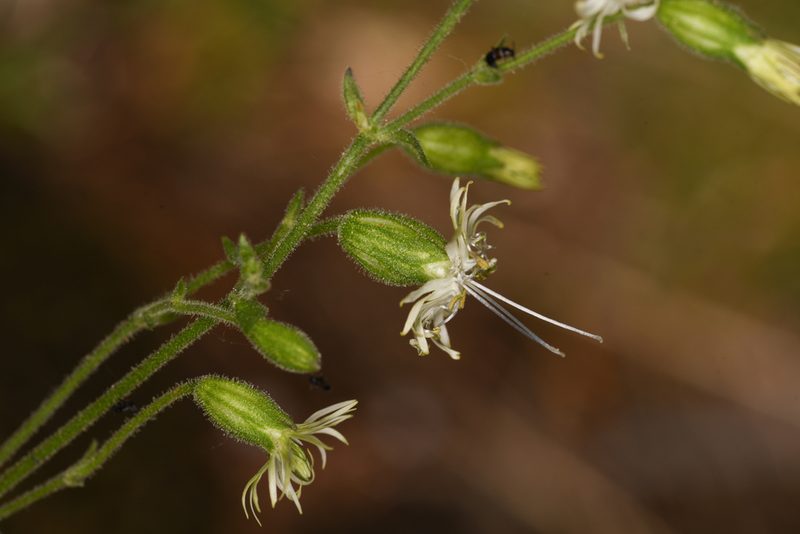 Silene lemmonii, photographed by Trevor Van Loon