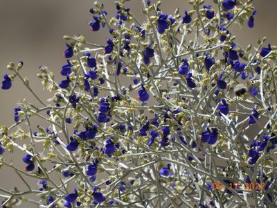 Psorodendron spinosum