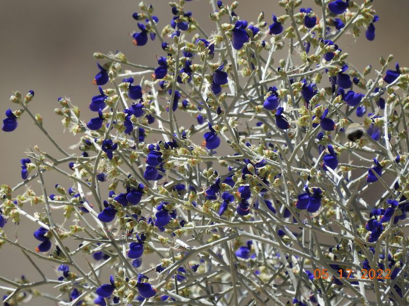 Psorodendron spinosum, photographed by Diana