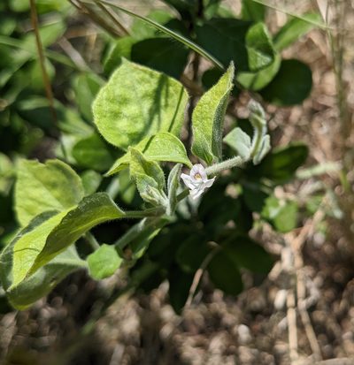 Carlowrightia torreyana, photographed by Cleveland Powell