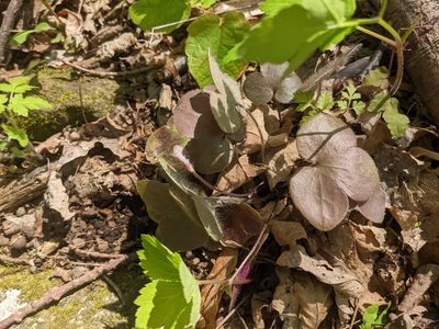 Hepatica americana, photographed by Alina Martin