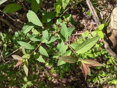 Spiraea japonica, photographed by Alina Martin