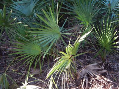 Serenoa repens, photographed by Tom Lazar