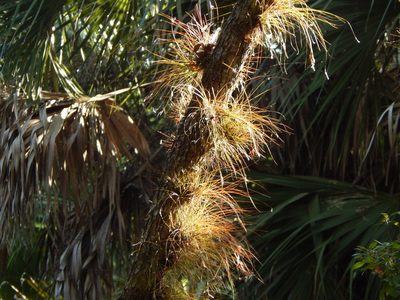 Tillandsia setacea, photographed by Tom Lazar