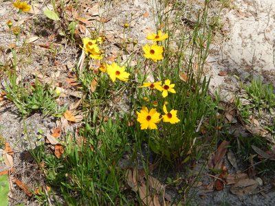 Coreopsis leavenworthii, photographed by Tom Lazar