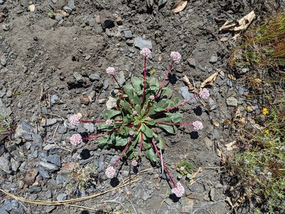 Cistanthe monosperma, photographed by Trevor Van Loon