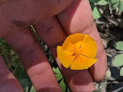 Eschscholzia caespitosa