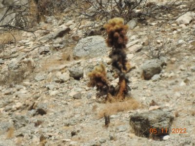 Cylindropuntia bigelovii, photographed by Diana
