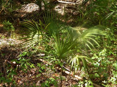 Serenoa repens, photographed by Tom Lazar