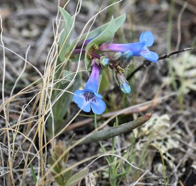 Penstemon nitidus, photographed by Eric Lamb