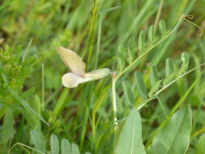 Vicia grandiflora, photographed by Dimitǎr Boevski
