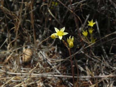 Dudleya variegata, photographed by James C. Davis