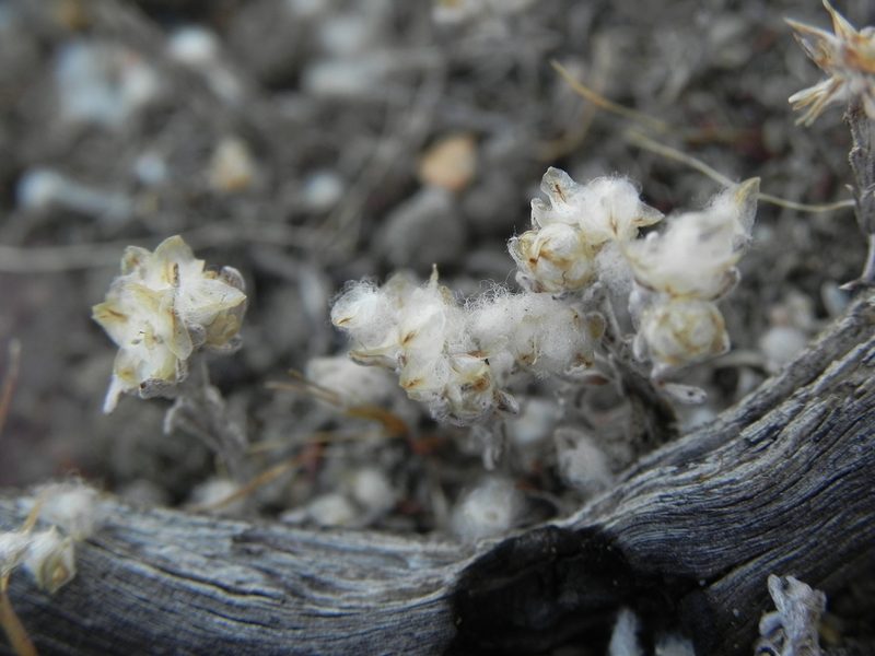 Stylocline gnaphalioides, photographed by James C. Davis