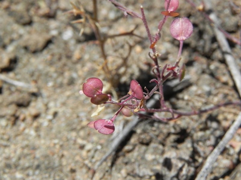 Lepidium nitidum, photographed by James C. Davis