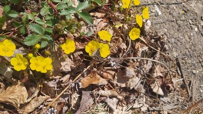 Potentilla fragarioides, photographed by Ochirnima Nimaev