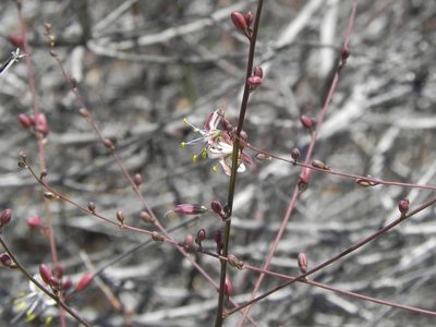 Hooveria parviflora, photographed by James C. Davis