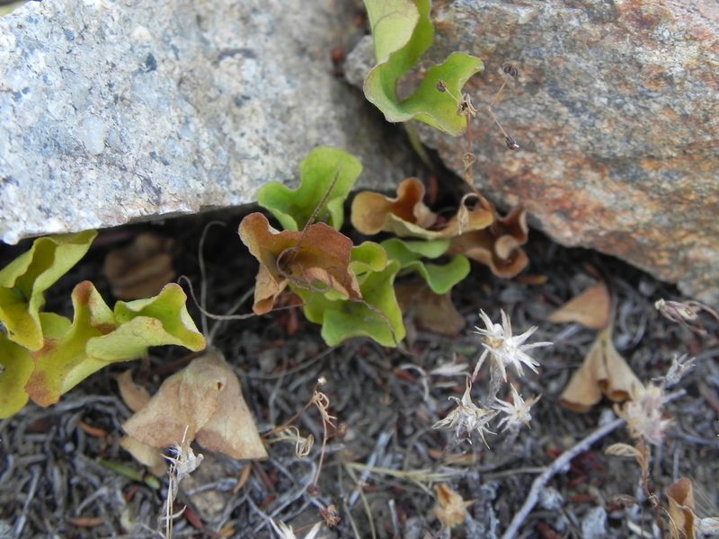 Dichondra occidentalis, photographed by James C. Davis