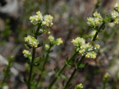 Galium angustifolium, photographed by James C. Davis