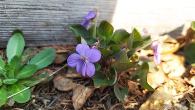 Viola rupestris, photographed by Ochirnima Nimaev