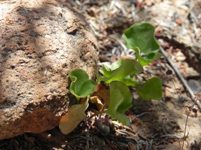 Dichondra occidentalis, photographed by James C. Davis