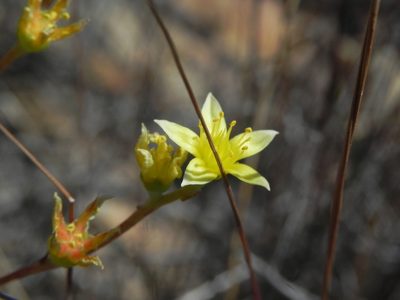 Dudleya variegata, photographed by James C. Davis