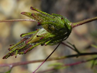 Cordylanthus rigidus, photographed by James C. Davis
